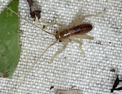 Camptonotus