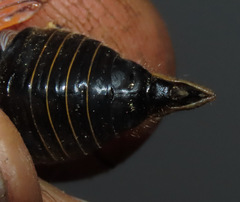 Okanagana sequoiae