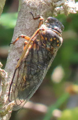 Okanagana sequoiae