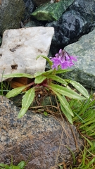Primula nivalis
