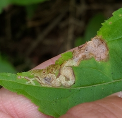 Aulagromyza orbitalis