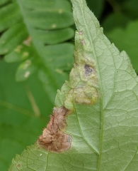 Aulagromyza orbitalis