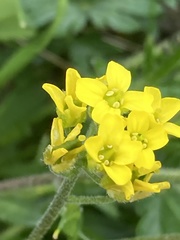 Draba crassa