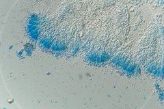 Polycephalomyces