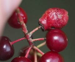 Contarinia virginianiae