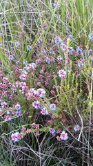 Andersonia caerulea