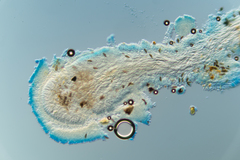 Polycephalomyces