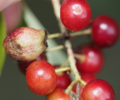 Contarinia virginianiae