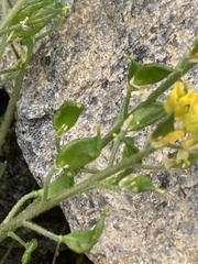 Draba crassa