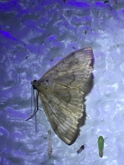 Crocidophora serratissimalis