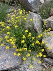 Draba crassa