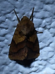 Pyrrhia exprimens