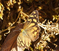 Heteronympha banksii