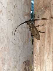 Pelargoderus bipunctatus