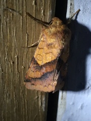 Pyrrhia exprimens