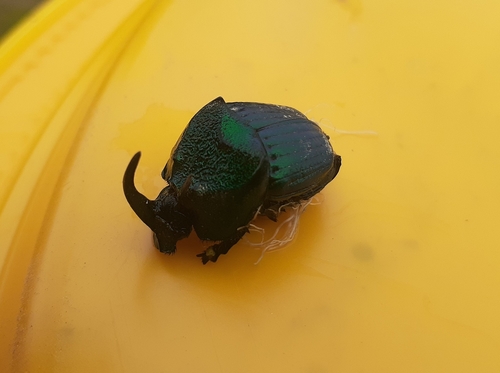 Phanaeus achilles