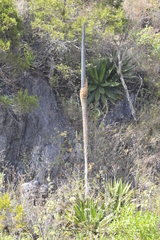 Agave angustiarum