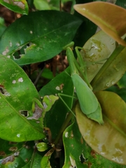 Stagmomantis venusta
