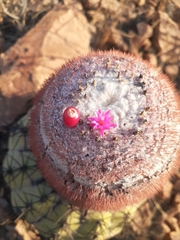 Melocactus peruvianus