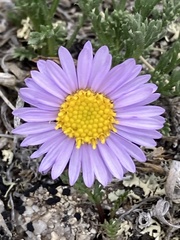 Erigeron pinnatisectus