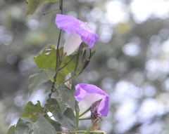 Ipomoea chenopodiifolia