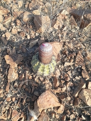 Melocactus peruvianus