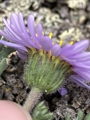 Erigeron pinnatisectus
