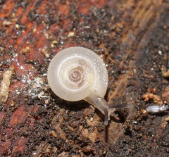 Meredithena dandenongensis