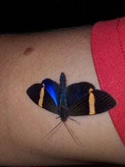 Aclytia