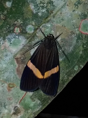 Aclytia