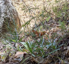 Stephanomeria cichoriacea