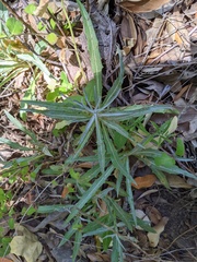 Stephanomeria cichoriacea