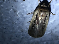 Ochropleura implecta
