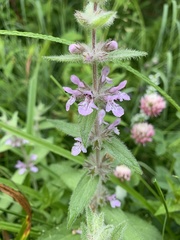 Stachys pilosa