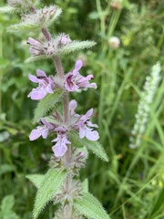 Stachys pilosa