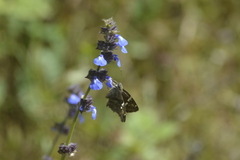 Salvia lasiocephala