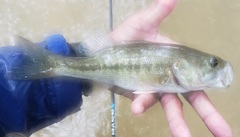 Micropterus henshalli