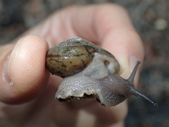 Helminthoglypta petricola