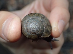 Helminthoglypta petricola