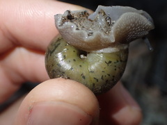 Helminthoglypta petricola