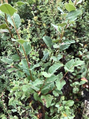 Cotoneaster melanocarpus