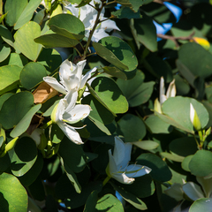 Bauhinia variegata candida