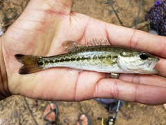 Micropterus henshalli