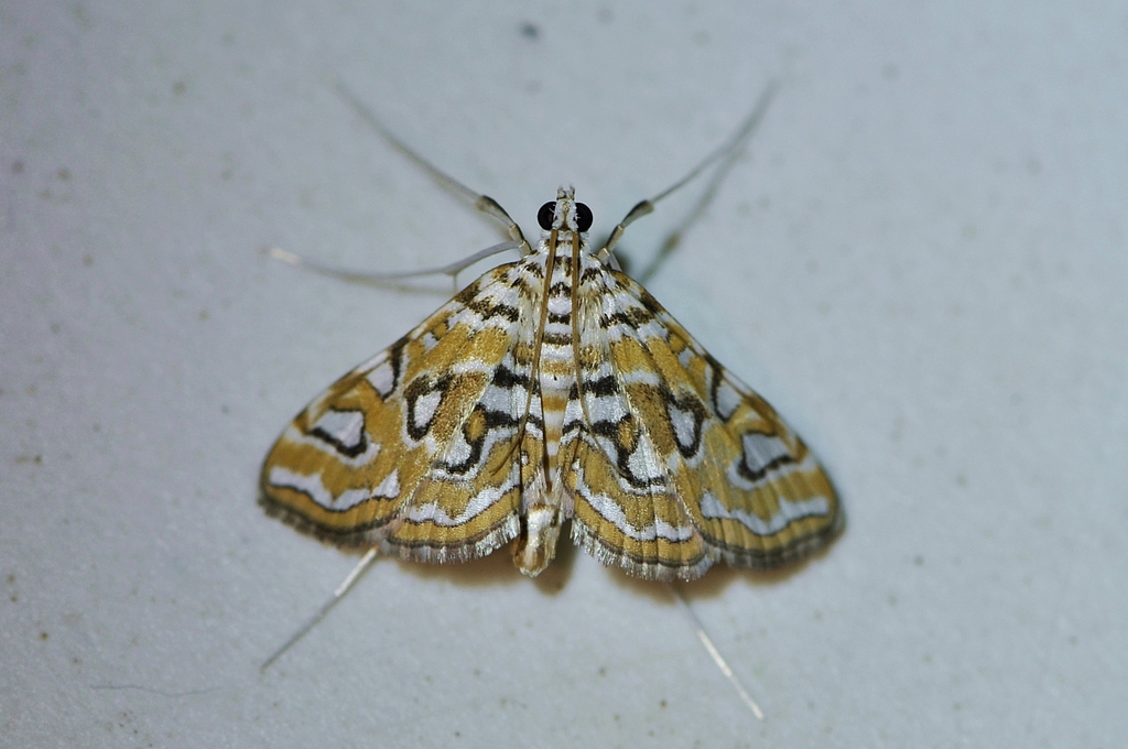 Elophila interruptalis