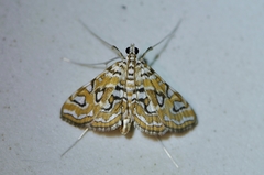 Elophila interruptalis
