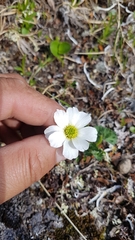 Callianthemum sajanense