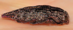 Dicerca pectorosa