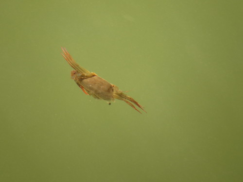 Podophthalmus vigil