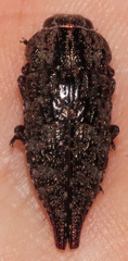 Dicerca pectorosa