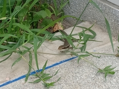 Eutropis longicaudata